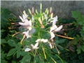 cleoma